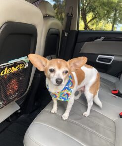 GREENIES Original Petite Natural Dog Dental Care Chews Oral Health Dog Treats, 36 oz. Pack (60 Treats) Petite Size (15-25 lb Dog) 60 Count (Pack of 1) 50 710OqZNVE9L