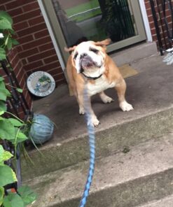 Dog Nail Clippers and Trimmer with Safety Guard to Avoid Over-Cutting Nails & Free Nail File - Razor Sharp Blades - Sturdy Non Slip Handles - for Safe, Professional at Home Grooming Blue 25 710QpFEWtcL 1