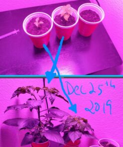 General Hydroponics MaxiGro Plant Food For Vigorous Growth, 2.2 lb 60 710Tg1np 2L