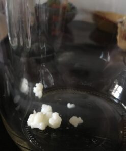 Cultures for Health Milk Kefir Grains | DIY Frothy Dairy Non-GMO Probiotic Drink for Stronger Gut Health | Limitless Heirloom Style Starter | Easy to Flavor or Add to Recipes | Bulgaros De Leche 49 710WbCtNfNL