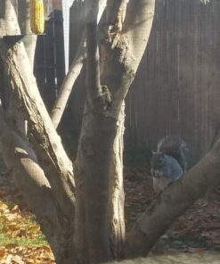 Hampton Farms - USA Grown All-Natural - Fancy Roasted In-Shell Unsalted Peanuts - 5 lb. Bag Basic pack 37 710YftQicLL