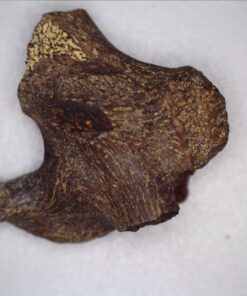 Celestron - 5 MP Digital Microscope Pro - Handheld USB Microscope Compatible with Windows PC and Mac - 20x-200x Magnification - Perfect for Stamp Collecting, Coin Collecting Handheld Digital Microscope Pro 87 710dEPMqOQL