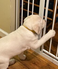 Regalo Easy Step 38.5-Inch Wide Walk Thru Baby Gate, Includes 6-Inch Extension Kit, Pressure Mount Kit, Wall Cups 38.5" Wide 27 710eWNJhmLL