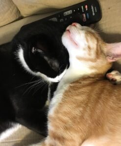 Bayer Expert Care Tapeworm Dewormer for Cats (3 count) 21 710eglsDV8L