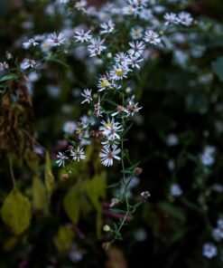 Tamron AFA012N700 SP 15-30mm f/2.8 Di VC USD Wide-Angle Lens for Nikon F(FX) Cameras Black 65 710h7f9 mGL