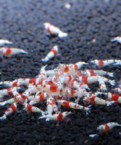 Alternative view of Crystal Red Shrimp SS Grade Live Freshwater Aquarium Shrimp - 1/4 to 1/2 inch Long (5 Shrimp) 5 Shrimp