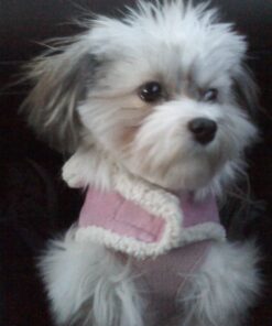 GREENIES Weight Management TEENIE Natural Dog Dental Care Chews Weight Control Dog Treats, 27 oz. Pack (96 Treats) 49 710jL9abXkL