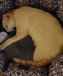 Purina Friskies Wet Cat Food, Shreds With Salmon in Sauce - (24) 5.5 oz. Cans 5.5 Ounce (Pack of 24) 35 710koNCewrL