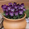 Outsidepride Viola Admiration Garden Flowers for Containers, Hanging Baskets, & Window Boxes - 1000 Seeds 5 710l0eNkHgL