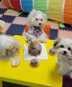 Humble Crew Kids Plastic 4 Set, Yellow Table/Vibrant Chairs 45 710lNYWh1FL