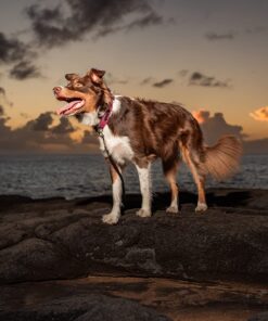 DakPets Pet Deshedding Tool | Professional Cat and Dog Brush for Shedding | Fur Deshedding Brush and Pet Hair Remover for Cats and Dogs | Stainless Steel Cat and Dog Shedding Brush for Pet Grooming Hot Pink 63 710mcVcXl5L