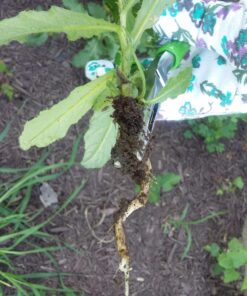 Lawn Jaws The Original Sharktooth Weed Puller Remover Weeding & Gardening Tool Weeder -Pull from The Root Easily! Ergonomic Handheld Weeding Tool for Spring Summer Cleaning, for All Age Gardeners 1 Pack 29 710xZapb3aL