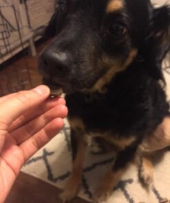 Triumph Dog Turkey, Pea, & Berry Grain Free Jerky, 24-Ounce 1.5 Pound (Pack of 1) 36 710xwwqoSaL 1