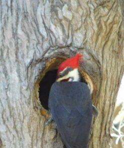 Nikon COOLPIX L840 Digital Camera with 38x Optical Zoom and Built-In Wi-Fi (Red) Red Base 51 710yDykjhxL