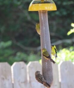 Kaytee Wild Bird Finch Station Soft Mesh Sock Feeder, Includes 2 Socks 2 Count (Pack of 1) 17 710zvKi0m0L