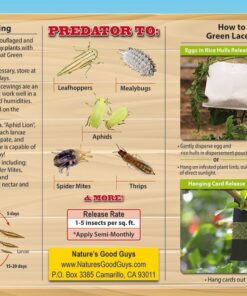 Alternative view of Green Lacewing 5000 Eggs - Good Bugs