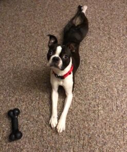 Resco Deluxe Dog Nail Clippers, Original Pet Nail Trimmer, Made in USA, Large, Yellow 24 7114rqCQ4ZL