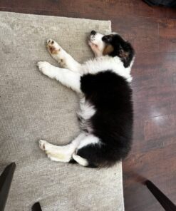 Rocco & Roxie Stain & Odor Eliminator for Strong Odor - Enzyme Pet Odor Eliminator for Home - Carpet Stain Remover for Cats and Dog Pee - Enzymatic Cat Urine Destroyer - Carpet Cleaner Spray (Gallon) Gallon 35 7118ZKhY CL