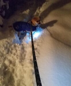 Small Dog Light - Dog Collar Light - Bubbas Leash Light - 2 Per Pack - Dog Walks & Backyard Monitoring. Attaches to Leash, Dog Collar, Harness. Small & Large Dogs. (Stealth Black) Bubba's Leash Light 46 711CDsmLEaL