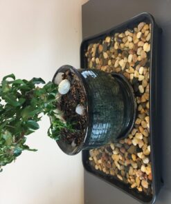 9GreenBox Bonsai Fertilizer Pellets - Ready-to-Use Time-Release Granular Food for Potted Dwarf Trees - Perfect for Beginners - Strong 18-6-9 Formula for Better Foliage and Healthier Roots - 5oz Bag 11 711Clpy6PL