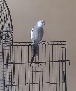 Kaytee Forti-Diet Pro Health Cockatiel Pet Bird Food, 5 Pound 5 Pound (Pack of 1) 41 711E8ugEUPL