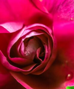 Mcoplus Extnp Auto Focus Macro Extension Tube Set for Nikon AF AF-S DX FX SLR Cameras 66 711EBGxjtDL