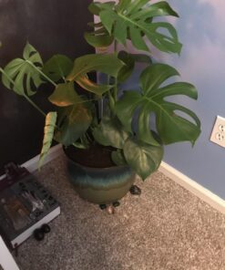 Espoma Organic Cactus Potting Soil Mix, Natural & Organic Soil for Cactus, Succulent, Palm, and Citrus grown in containers both indoors and outdoors, 4 qt, Pack of 1 4 Quart 35 711EIkaRjcL