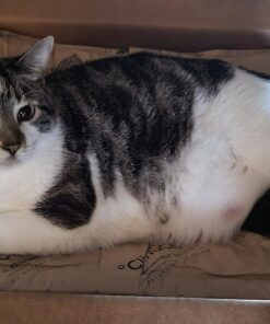 Little Giant® Plastic Utility Pan | Feed Pan | Durable & Versatile Livestock Feeding Bucket | Made in USA | 3 Gallon | Green 20 711ENWl8OEL