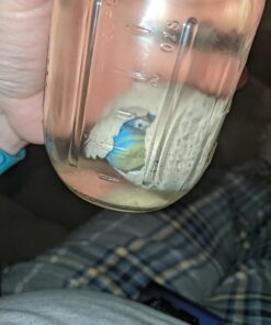 Surprise Growing Dinosaur Hatch Egg Kids Novelty Toy- Pack of 2 2 Pack 18 711ER7QSP8L