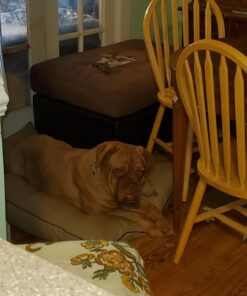 Majestic Pet Rectangle Large Dog Bed Washable – Non Slip Comfy Pet Bed – Dog Crate Bed Super Value Pillow Dog Bed – Dog Kennel Bed for Sleeping - Dog Bed Large Breed 46 x 35 Inch – Solid Khaki 46.0"L x 35.0"W x 7.0"Th 45 711FsdUGauL