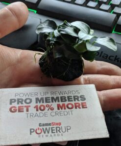 (Anubias Nana Petite Lava Stone) Anubias, Java Fern, Moss and More! Freshwater Live Aquarium Plants on Driftwood for Aquatic Tropical Fish Tank Decorations - Easy to Drop by Greenpro Anubias Petite Lava Stone 31 711JU3w3qZL