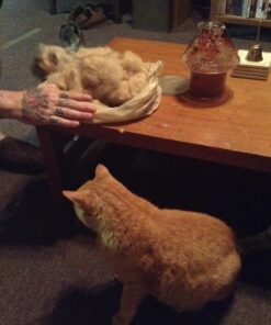 The Pet Portal Self Cleaning Dog Brush for Shedding Slicker Brush Cat Long Haired Pet Brush Grooming Deshedding Supplies - Small Pets Black 33 711Jw2yTUGL