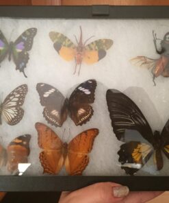 SE Glass Top Display Box - JT928 12" x 8-¼” x ¾" 19 711MbpNrWoL