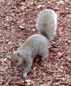 Hampton Farms - USA Grown All-Natural - Fancy Roasted In-Shell Unsalted Peanuts - 5 lb. Bag Basic pack 39 711O77Y3yvL