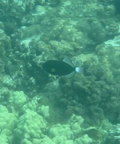 Zonman DSLR Camera Univeral Waterproof Underwater Housing Case Pouch Bag for Canon Nikon Sony Pentax Brand Digital SLR Cameras Transparent 34 711P vaRH3L