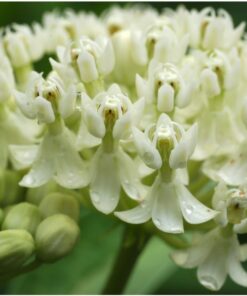 Seed Needs, Swamp Milkweed Seed Packet Collection (2 Varieties of Asclepias for Planting and Attracting Monarch Butterflies) Heirloom, Untreated & Open Pollinated 23 711QmNEgaqL