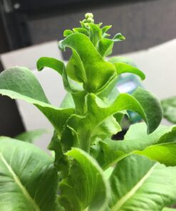 7 Varieties of Leafy Power Green Organic Seeds, Non-GMO Seeds for Planting, Heirloom Seeds - Spinach Seeds, Arugula, Kale, Lolla Rossa Lettuce Seeds, Buttercrunch, Gourmet Mix Lettuce, Swiss Chard 51 711RuLlkqCL