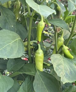 Hot Pepper Seeds - Organic Heirloom Chili Seed Variety Pack for Planting - Cayenne, Jalapeno, Habanero, Poblano, and More 46 711XHPCWcrL
