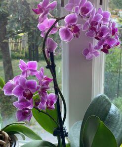 Scotts Super Bloom Water Soluble Plant Food, 2 lb - NPK 12-55-6 - Fertilizer for Outdoor Flowers, Fruiting Plants, Containers and Bed Areas - Feeds Plants Instantly 64 711bAZCasHL