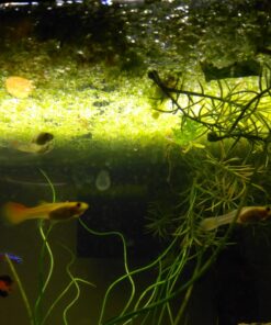 Alternative view of 500 Live Duckweed Plants (LEMNA Minor)