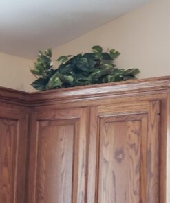 Nearly Natural 15in. Pothos Ledge Plant (Set on Foam) Silk Plant,Green 49 711cIwhMXnL