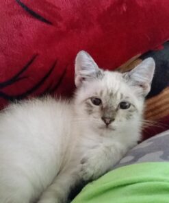 Revival Animal Health Vet Basics Lime Sulfur Dip- Concentrated Solution- for Dogs, Cats & Horses- 16oz 29 711cJFlrvJL