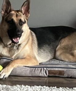 Paw Nectar Dog Paw Balm - Heals, Repairs & Restores Dry, Cracked & Damaged Paws - 100% Organic & Natural Cream Butter, Wax, Moisturizer & Protection for Dog Feet & Foot Pads - Effective & Safe - 2 Oz 36 711d9LlleL