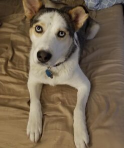 SmartBones Mini Dog Chews, Rawhide Free Chews For Dogs, Made With Real Chicken and Vegetables, 24 Count Mini Chews 31 711dFTigehL