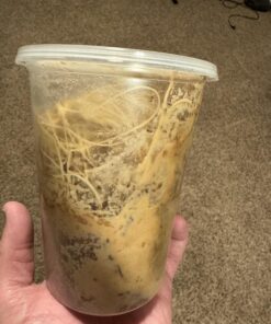 Josh's Frogs Producing Wingless Drosophila Melanogaster Fruit Fly Culture 22 711ffZj01zL