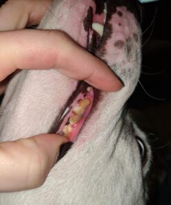 Proden PlaqueOff Dental Care for Dogs and Cats, 180gm 46 711fvDVQe8L