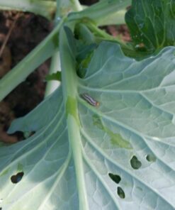 Southern AG 100520028 13021 Caterpillar Control, For Insects8 oz 18 711iPtVq7LL