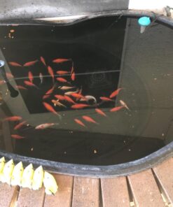 API POND STRESS COAT Pond Water Conditioner 32-Ounce Bottle Water Treatment 19 711l0UTIwmL