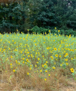 Orbit 58308Z Brass Impact Sprinkler on Tripod Base, Green (1) 1 22 711m6WS1XJL