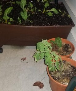 7 Varieties of Leafy Power Green Organic Seeds, Non-GMO Seeds for Planting, Heirloom Seeds - Spinach Seeds, Arugula, Kale, Lolla Rossa Lettuce Seeds, Buttercrunch, Gourmet Mix Lettuce, Swiss Chard 44 711mrtRNeL